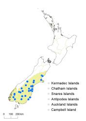 Cardamine grandiscapa distribution map based on databased records at AK, CHR, OTA & WELT.
 Image: K.Boardman © Landcare Research 2018 CC BY 4.0